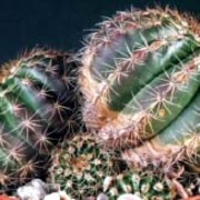 Notocactus scopa