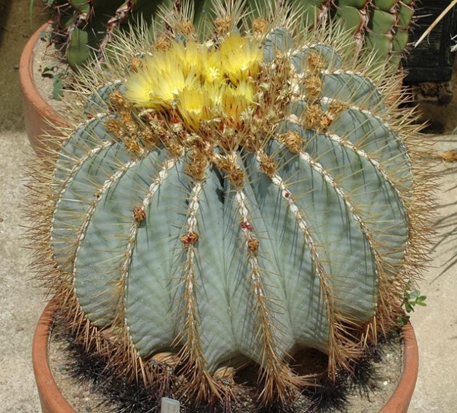 Ferocactus Br