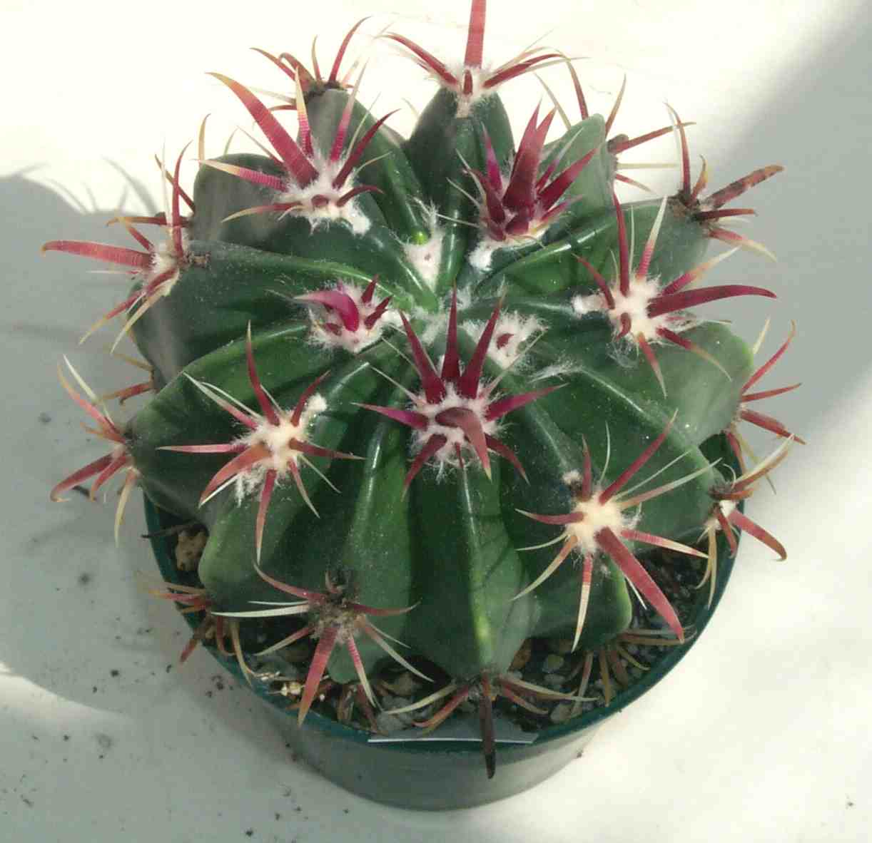 Ferocactus Br