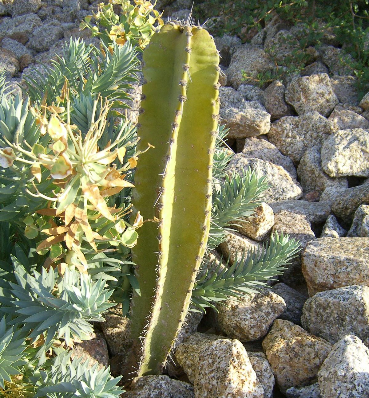 http://www.wellgrowhorti.com/Pictures/Cactus%20Seeds/Web%20Pictures/N/Neoraimondia%20Arequipensis.jpg