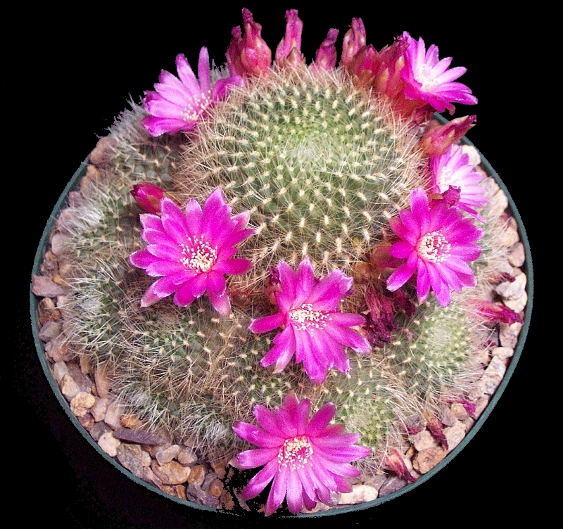 Rebutia K