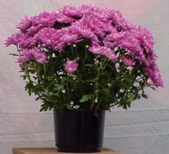 Chrysanthemum Purple In Pot