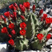 Cactus Seeds - Echinocereus - Wellgrow Horti Trading