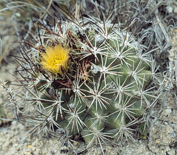 Cactus Seeds - Pediocactus - Wellgrow Horti Trading