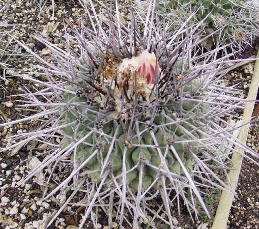 Cactus Seeds - Thelocactus - Wellgrow Horti Trading