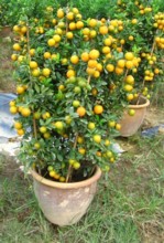chinese new year lime plant