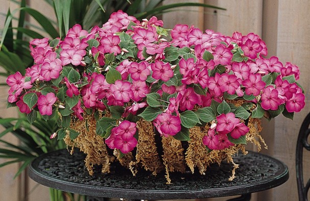 Impatiens Swirl Pink    500 seeds  Need More Ask 